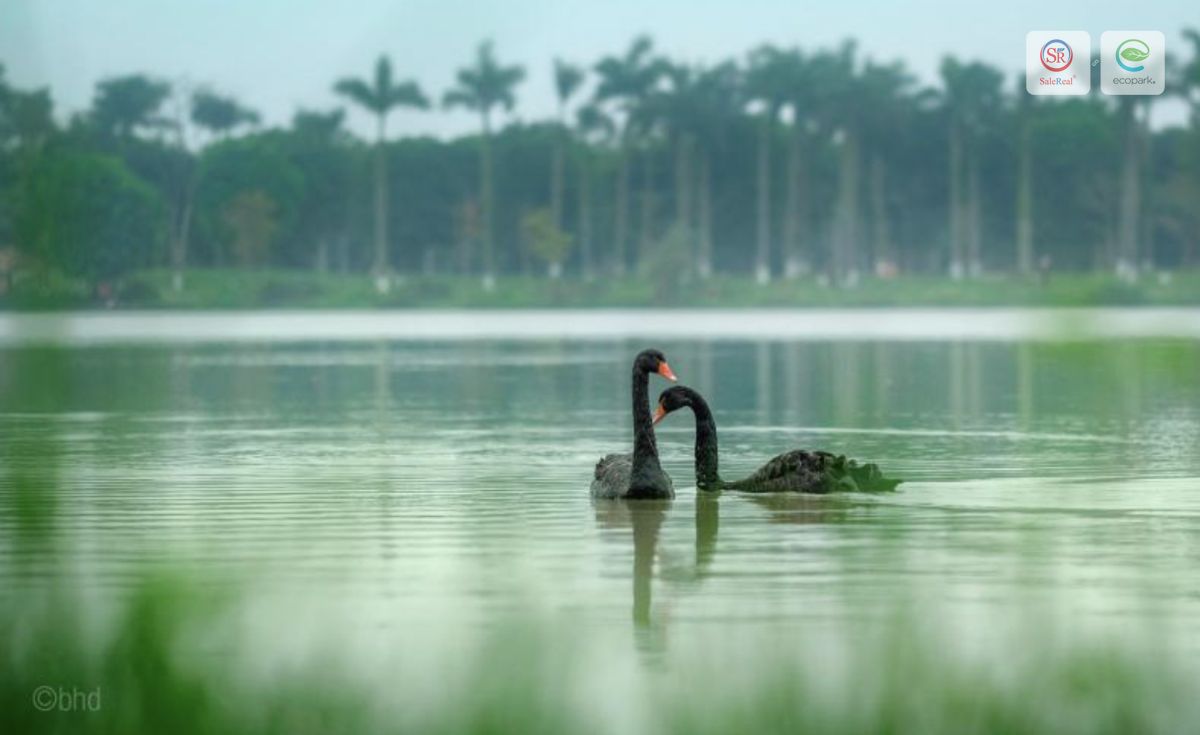 ho thien nga ecopark hung yen